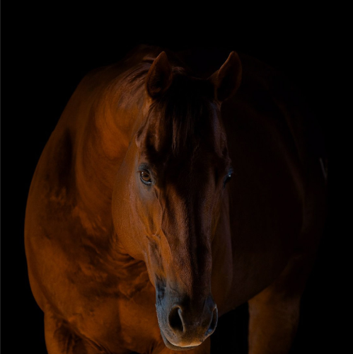 Cheval
