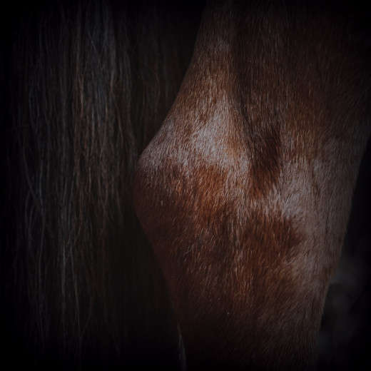 Articulation du cheval