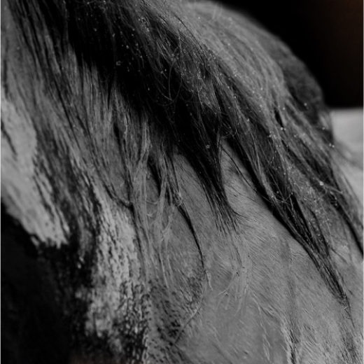 Crin de cheval