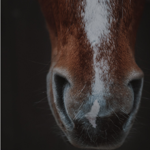 Nez de cheval